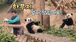 할부지가 차려주신 밥상💓바오패밀리 모두 맛있게 식사하는 평화로운 일요일💕Peaceful Pandaworld✨️