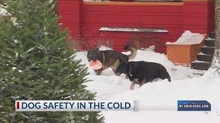 How to keep your dog safe in the cold