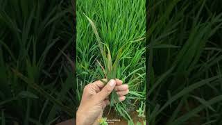 Blast disease in Paddy field