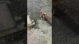 柴犬　散歩動画🐶　#柴犬  #豆柴  #散歩