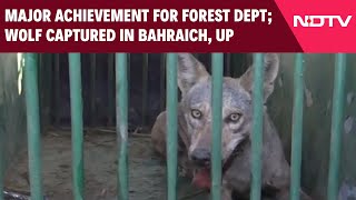 Bahraich News | ‘Operation Bhediya’: Major Achievement For Forest Dept; Wolf Captured In Bahraich