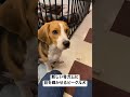 新しい骨ガムに目を輝かせるビーグル犬が可愛い shorts beagle puppy ビーグル 子犬 dog ビーグル犬 パピー