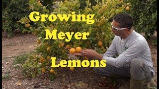 Growing Meyer Lemon