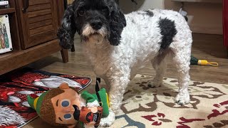 Opening Case’s first Bark Box!📦 #barkboxunboxing #barkbox