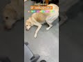 干什么他要干什么 dog pets 萌寵 寵物 shortvideo cutedog 可愛い 萌宠 拉布拉多 shorts comedy labrador puppy