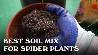 Best Soil Mix for Spider Plants