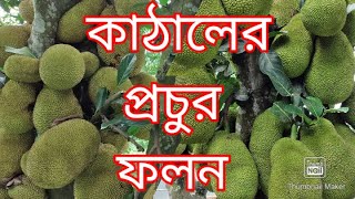 কাঠালের প্রচুর ফলন | কাঠালের গুনাগুন কি কি | কাঠাল চাষ পদ্ধতি | # Uttarer Krishi