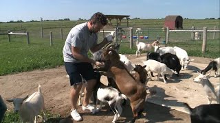 Tim makes some new animal friends at Udderly Ridiculous Farm Life