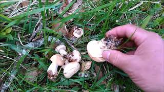 Perretxiko , Calocybe gambosa .Mayo 2018