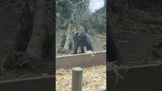 全部ぼくのだぁ！豆を拾うゴリラのキンタロウ  #モモタロウ家族 #ゴリラ #京都市動物園