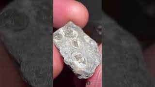 Interesting Coral Fossil 🤔 - Short 216