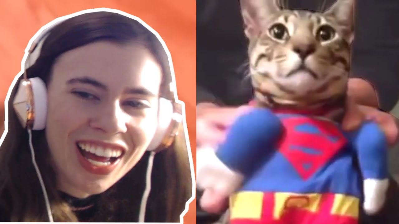 Try Not To Laugh Challenge Funny Cats Fails Compilation Youtube