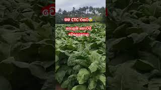 මම CTC එකට😰# colombo stock exchange # shorts#shortvideo #short # sri lanka#sri #business #npp