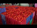 ఈరోజు🍅 తిరుపతి🍅 మార్కెట్ 🍅టమోటా ధరలు 14 02 25 today tomato market tirupati price rate tomato