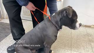 Good Homes Needed Feb 27 2025