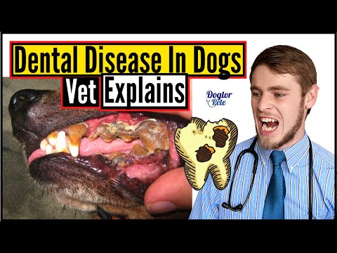 Is bad breath in dogs a sign of illness?