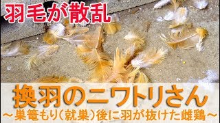 換羽のニワトリさん～巣篭もり（就巣）のあとに羽が抜けた雌鶏～