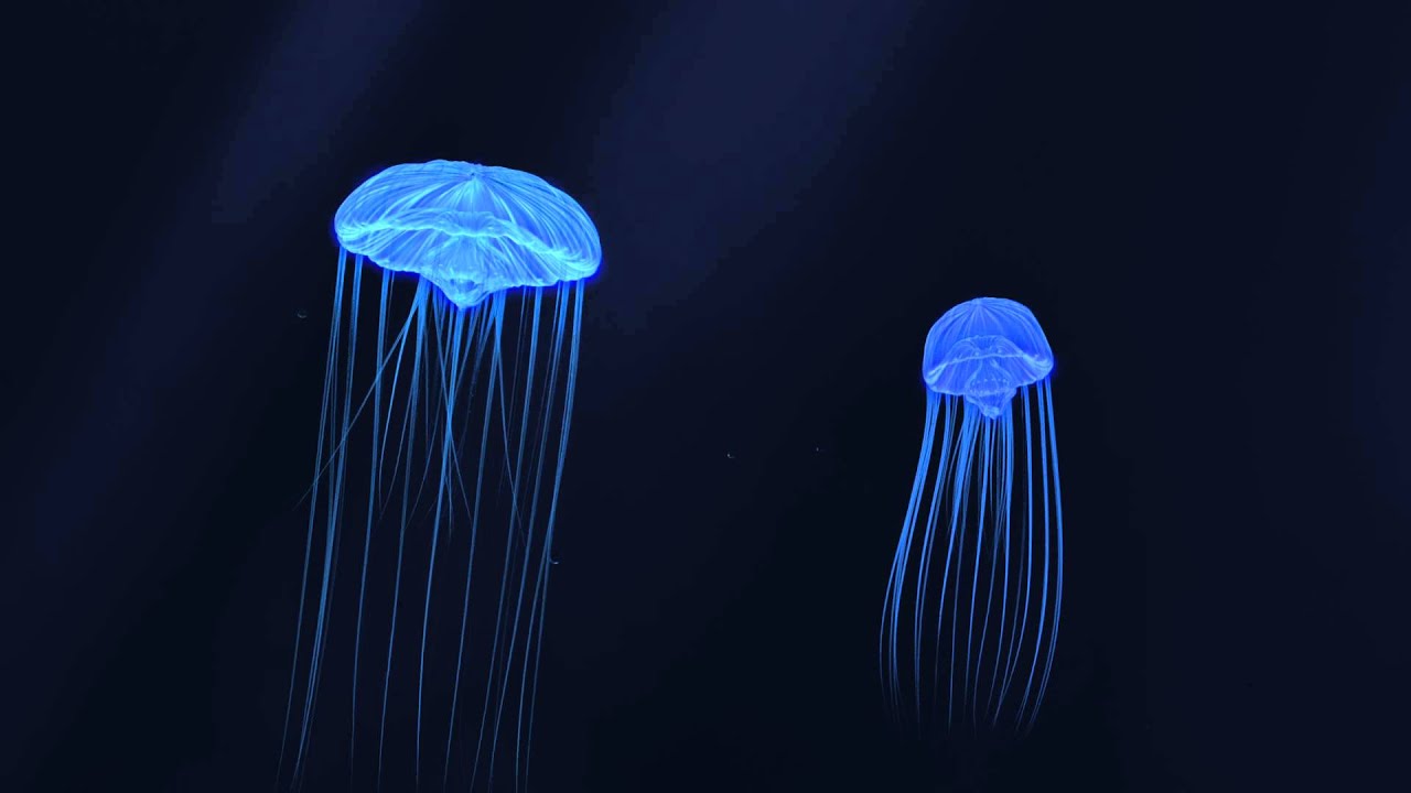 Jellyfish Animation Youtube