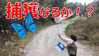 公園で虫とり！ルリタテハを発見！捕獲なるか！？