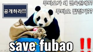 2월12일💫#푸바오가 왜 산모방에?#푸바오🐼 #panda🌈 #fubao 🙏#푸덕이🩷 #푸사모‼️#푸바오경련#save fubao #푸바오 발정기?