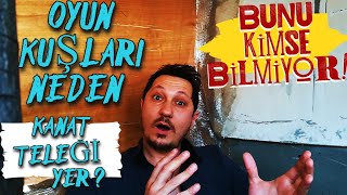 OYUN KUŞU NEDEN TELEK YER? TELEK YİYEN KÖTÜ KUŞ MU? |SEFERLİ GÜVERCİN|