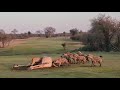 LION KILLS GIRAFFE ON GOLF COURSE