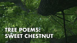 Tree Poems: Sweet Chestnut