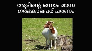 First month caring of Goat after crossing / ആടുകളെ ചേർത്തതിന്  ശേഷമുള്ള ആദ്യ മാസത്തെ പരിചരണം