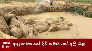 අනූ නමයෙන් දිවි බේරාගත් අලි රැළ