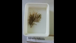 Seaweeds with names  Seaweed identification guide | Seaweed images of RK at Queen mary's college QMC