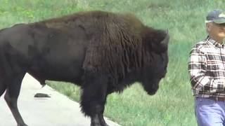 Bison attacking man