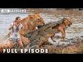 Win or Die (NEW EPISODE) | World's Deadliest | Nature Animal Documentary