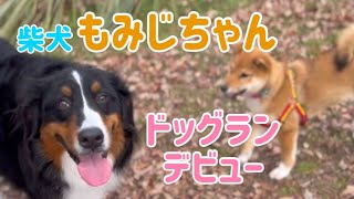 【柴犬もみじちゃん】アンディ隊が柴犬パピーのドッグランデビューに同行しました【Bernese Mountain Dog】【Chihuahua】【Great Pyrenees】