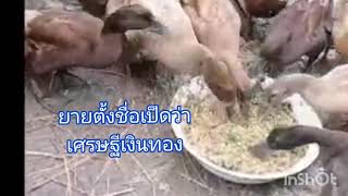 สูตรอาหารเป็ดไข่ผสมสมุนไพรต้นทุนต่ำ