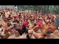 Amazing: How Farmers Effectively Care For 100,000 Broiler Chickens | Part 9