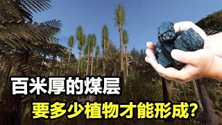 煤炭真是植物演化而来？那百米厚的煤层，得要多少植物才能形成？