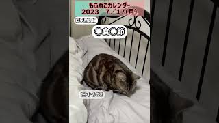 #もふねこカレンダー#四字熟語 #ショート #かわいい #ねこ #ネコ #猫 #知識