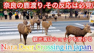 奈良の鹿渡り: その反応は必見! | nara deer | nara park | travel japan