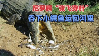 尼罗鳄吞下小鳄鱼，非洲大象护犊子驱赶野犬，野犬智斗非洲狮【磊哥趣说大自然】