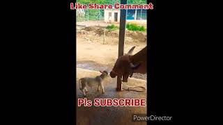 Cute \u0026 mini baby cow #miniature #Puganuru cattle #shortvideo #shorts #trendingshorts #viral