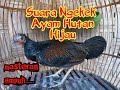 Suara ayam hutan hijau jantan muda ngekek belajar berkokok. Masteran ayam hutan