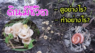 ดินมีชีวิต! รู้ได้อย่างไร..และมีวิธีการทำอย่างไร?