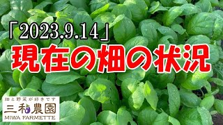 冬野菜の準備は進んでいますか？、皆さんの畑の比較してみてください。（2023.9.14）