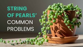 SUCCULENT CARE TIPS | COMMON PROBLEMS OF STRING OF PEARLS | SENECIO ROWLEYANUS
