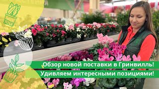 Обзор новой поставки в Гринвилль! Удивляем интересными позициями!