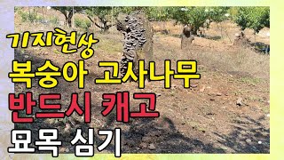 기지현상, 복숭아고사나무 반드시 캐고 묘목 심기