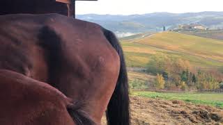 TRAVELS IN TUSCANY: Feeding the Horses at Il Poderaccio Agriturismo in Tuscany