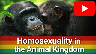 Homosexuality in the Animal Kingdom l What Nature Really Shows Us
