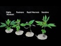 glyphosate soa 9 sensitive vs resistant giant ragweed 2