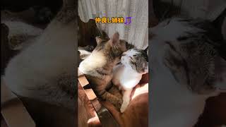 仲良し姉妹猫のかずこさん＆たえこさん